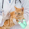 Cat Paw Protector